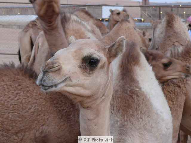 baby camel Sample Photo Card @ Animals and Sea Creatures